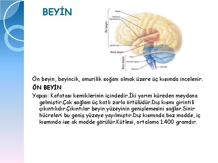 BEYİN Ön beyin, beyincik, omurilik soğanı olmak üzere üç kısımda incelenir. ÖN BEYİN Yapısı: