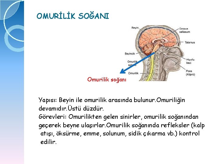 OMURİLİK SOĞANI Omurilik soğanı Yapısı: Beyin ile omurilik arasında bulunur. Omuriliğin devamıdır. Üstü düzdür.