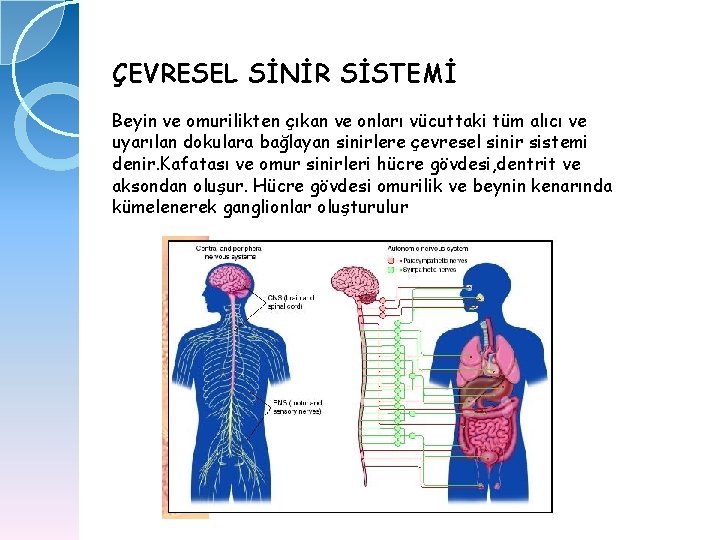 ÇEVRESEL SİNİR SİSTEMİ Beyin ve omurilikten çıkan ve onları vücuttaki tüm alıcı ve uyarılan