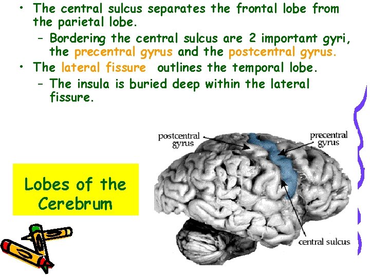  • The central sulcus separates the frontal lobe from the parietal lobe. –