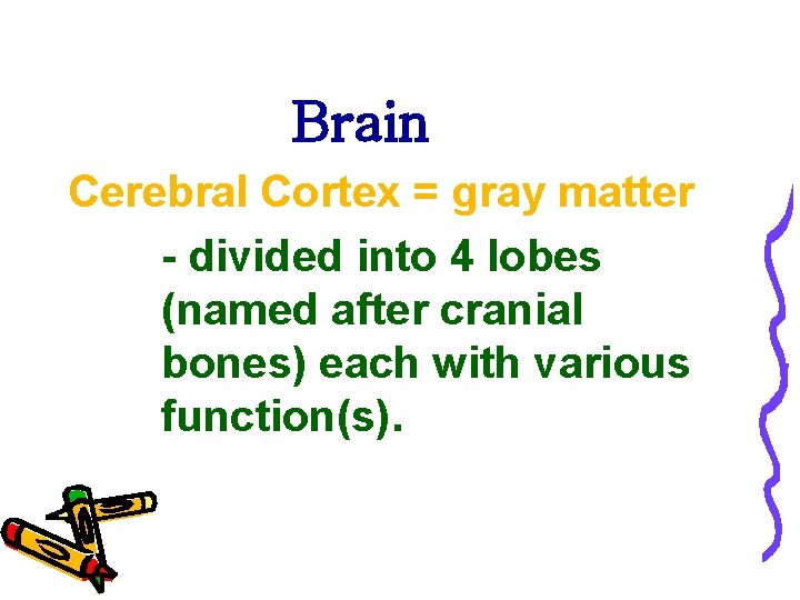 Brain Cerebral Cortex = gray matter - divided into 4 lobes (named after cranial