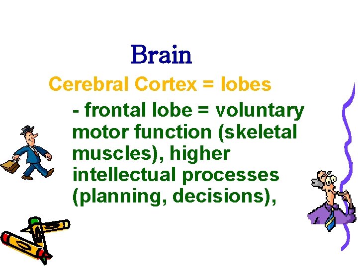 Brain Cerebral Cortex = lobes - frontal lobe = voluntary motor function (skeletal muscles),