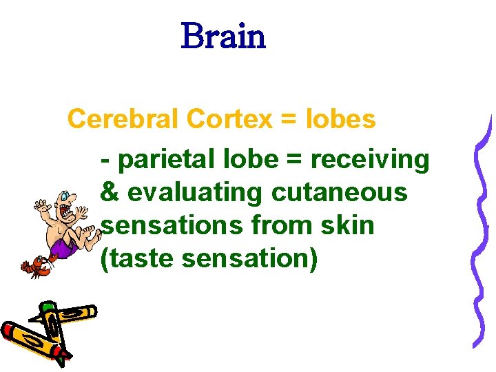 Brain Cerebral Cortex = lobes - parietal lobe = receiving & evaluating cutaneous sensations
