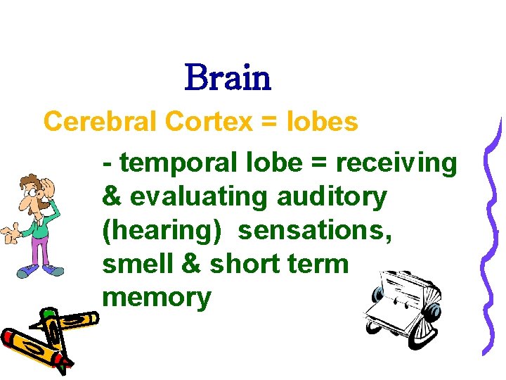 Brain Cerebral Cortex = lobes - temporal lobe = receiving & evaluating auditory (hearing)