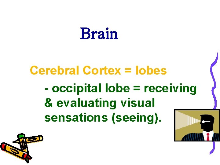 Brain Cerebral Cortex = lobes - occipital lobe = receiving & evaluating visual sensations