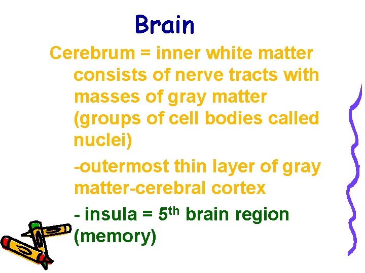 Brain Cerebrum = inner white matter consists of nerve tracts with masses of gray