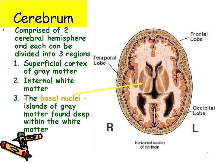  • Cerebrum Comprised of 2 cerebral hemisphere and each can be divided into