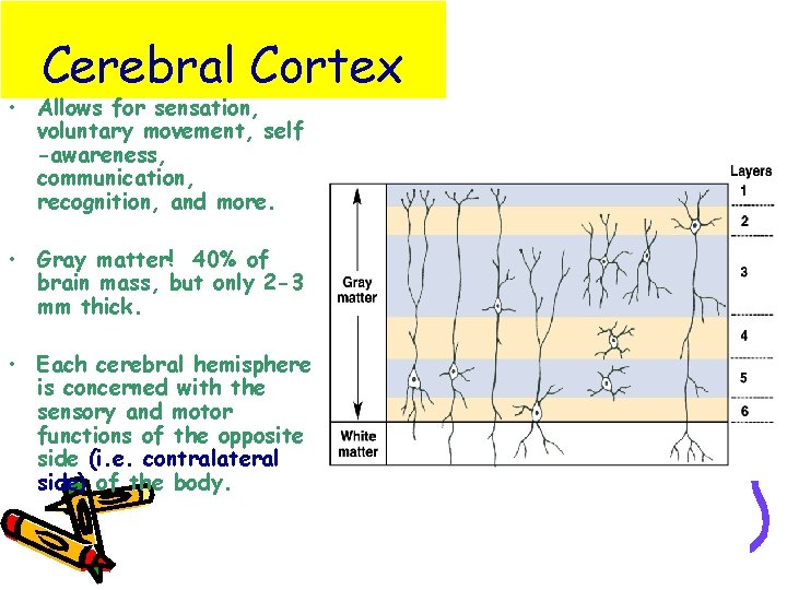 Cerebral Cortex • Allows for sensation, voluntary movement, self -awareness, communication, recognition, and more.