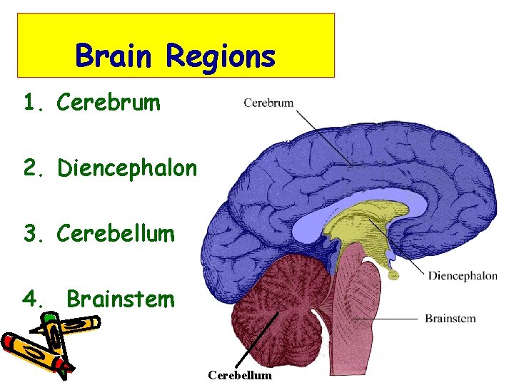 Brain Regions 1. Cerebrum 2. Diencephalon 3. Cerebellum 4. Brainstem Cerebellum 