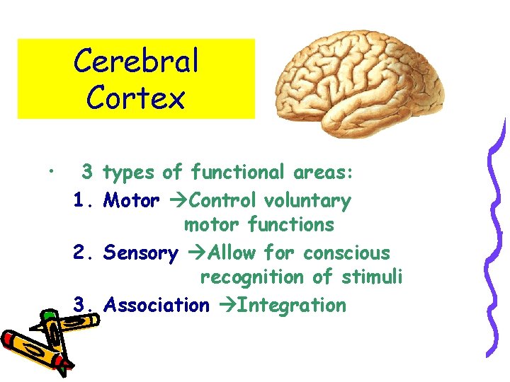Cerebral Cortex • 3 types of functional areas: 1. Motor Control voluntary motor functions