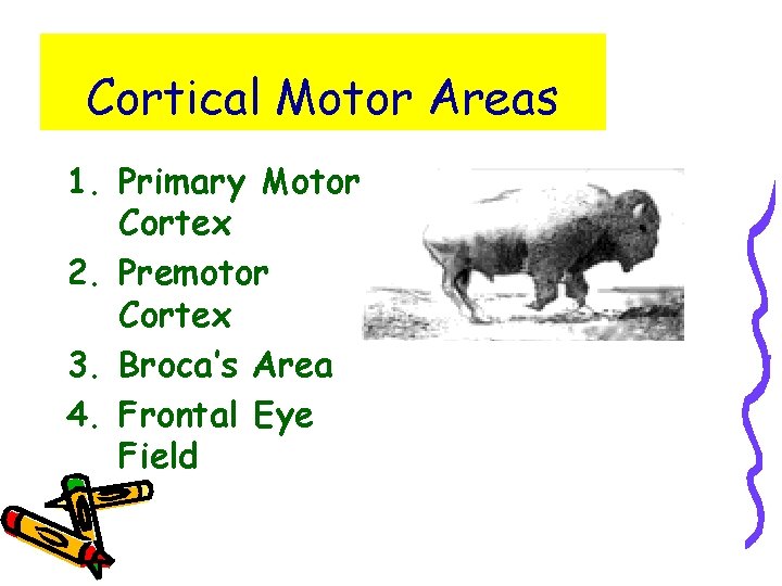 Cortical Motor Areas 1. Primary Motor Cortex 2. Premotor Cortex 3. Broca’s Area 4.