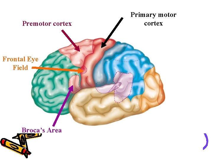 Premotor cortex Frontal Eye Field Broca’s Area Primary motor cortex 