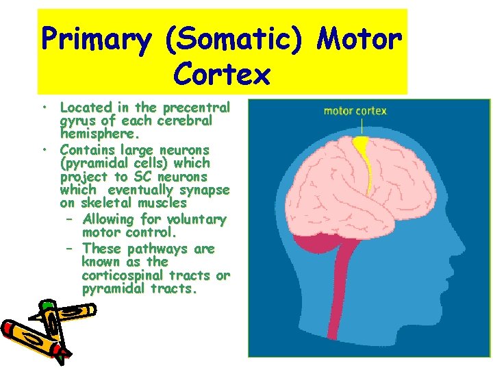 Primary (Somatic) Motor Cortex • Located in the precentral gyrus of each cerebral hemisphere.