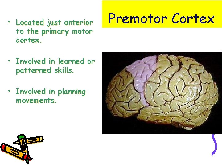  • Located just anterior to the primary motor cortex. • Involved in learned