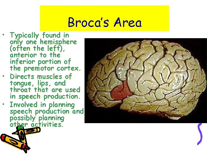 Broca’s Area • Typically found in only one hemisphere (often the left), anterior to