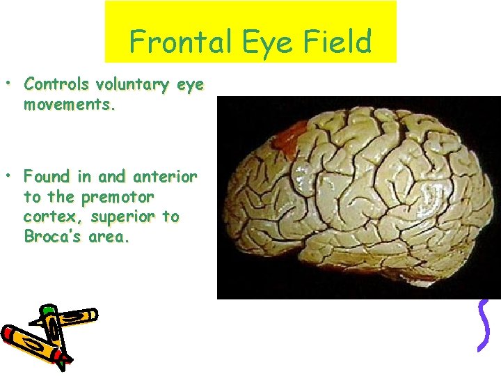 Frontal Eye Field • Controls voluntary eye movements. • Found in and anterior to