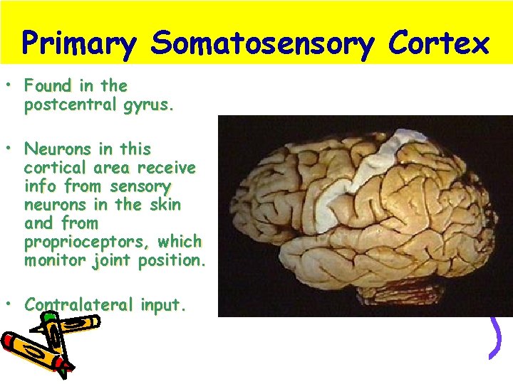 Primary Somatosensory Cortex • Found in the postcentral gyrus. • Neurons in this cortical