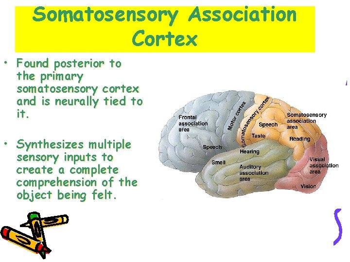 Somatosensory Association Cortex • Found posterior to the primary somatosensory cortex and is neurally