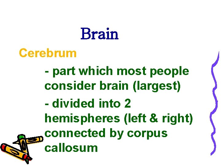 Brain Cerebrum - part which most people consider brain (largest) - divided into 2