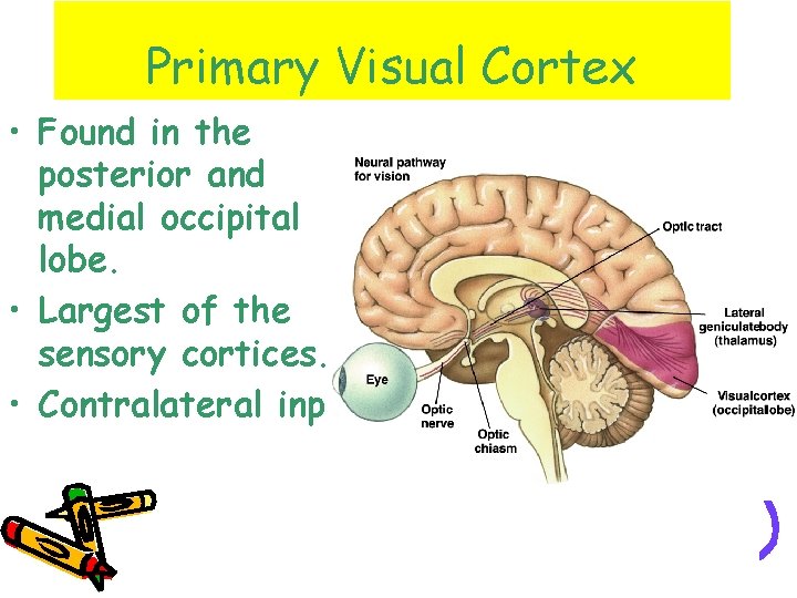 Primary Visual Cortex • Found in the posterior and medial occipital lobe. • Largest