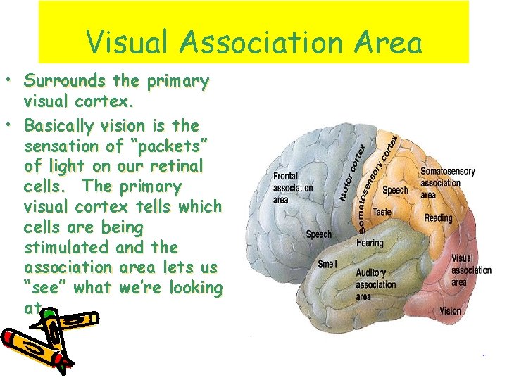 Visual Association Area • Surrounds the primary visual cortex. • Basically vision is the