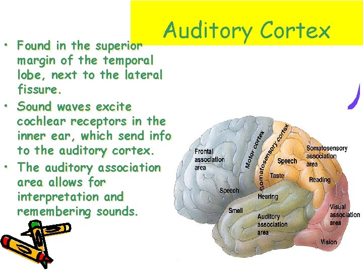 Auditory Cortex • Found in the superior margin of the temporal lobe, next to