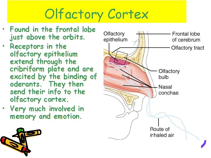 Olfactory Cortex • Found in the frontal lobe just above the orbits. • Receptors