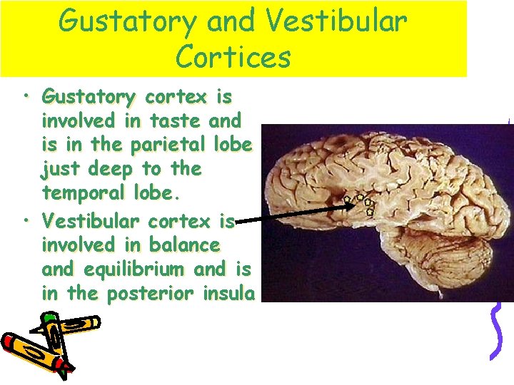 Gustatory and Vestibular Cortices • Gustatory cortex is involved in taste and is in