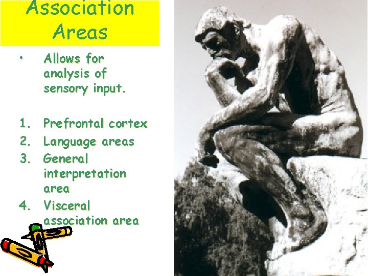 Association Areas • 1. 2. 3. Allows for analysis of sensory input. Prefrontal cortex