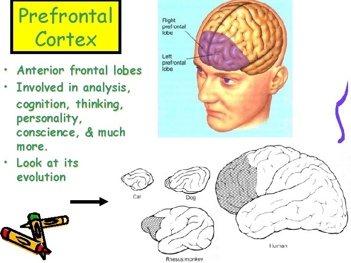 Prefrontal Cortex • Anterior frontal lobes • Involved in analysis, cognition, thinking, personality, conscience,