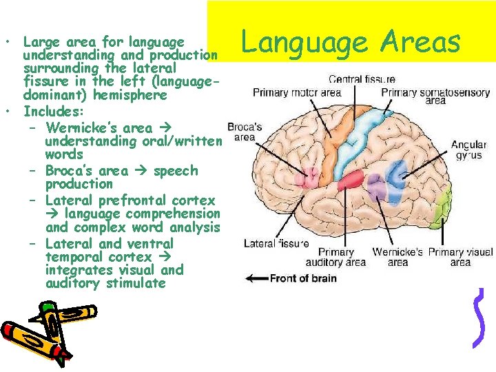  • Large area for language understanding and production surrounding the lateral fissure in