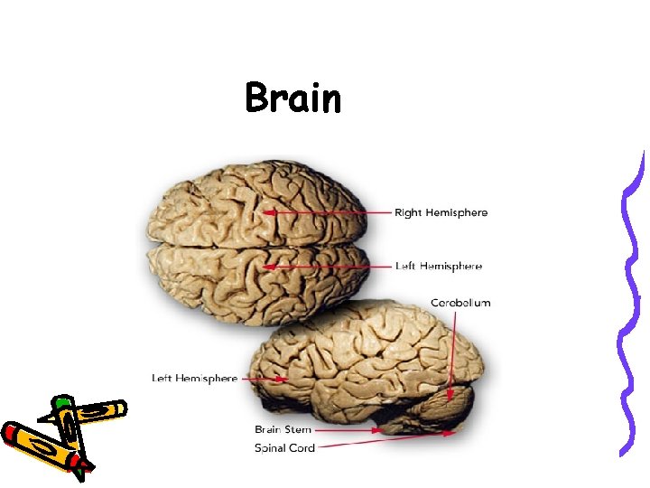 Brain 