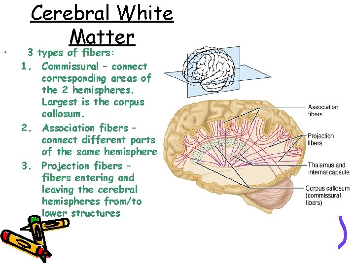  • Cerebral White Matter 3 types of fibers: 1. Commissural – connect corresponding