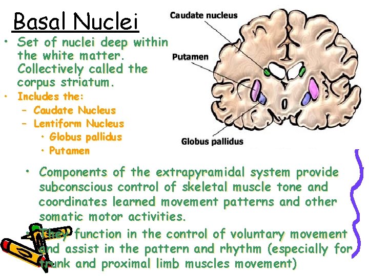 Basal Nuclei • Set of nuclei deep within the white matter Collectively called the