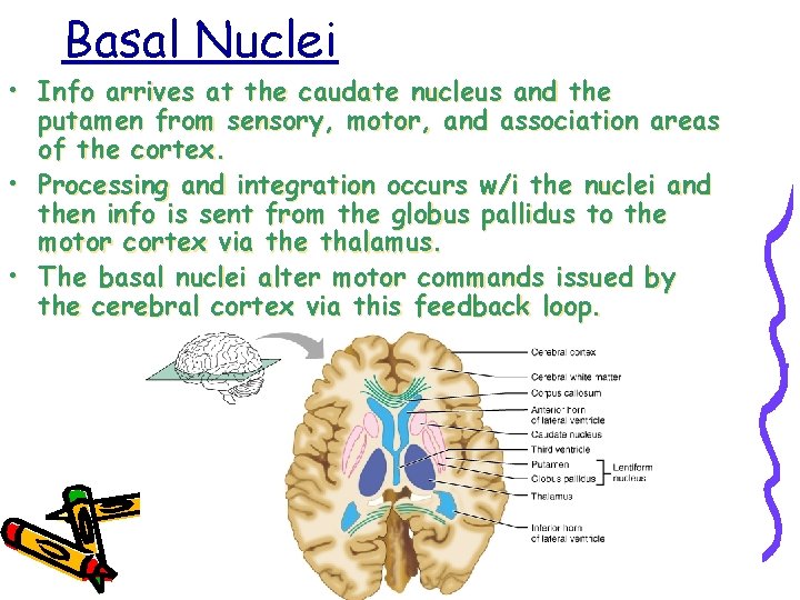 Basal Nuclei • Info arrives at the caudate nucleus and the putamen from sensory,