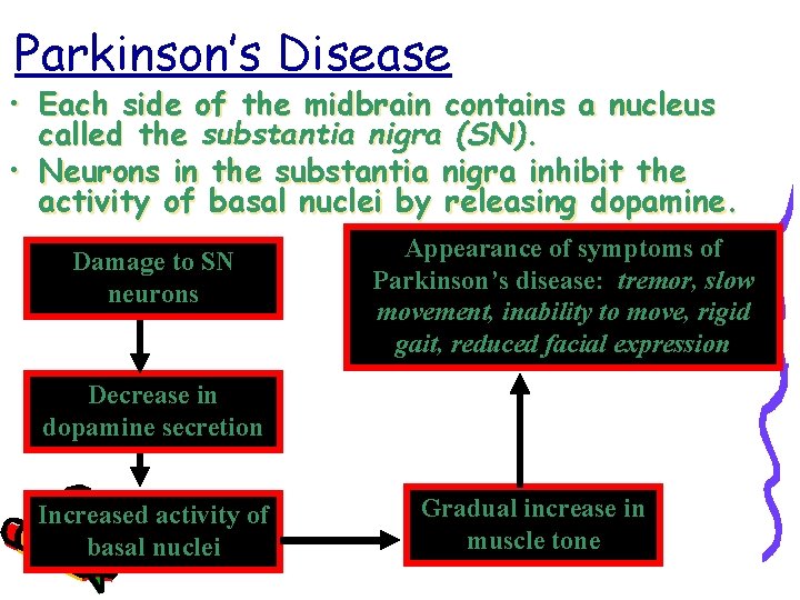 Parkinson’s Disease • Each side of the midbrain contains a nucleus called the substantia