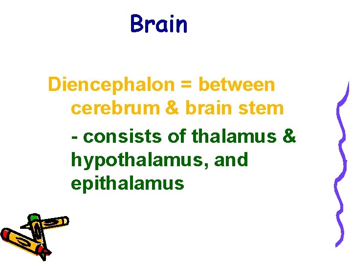 Brain Diencephalon = between cerebrum & brain stem - consists of thalamus & hypothalamus,