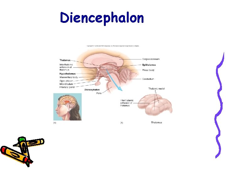 Diencephalon 