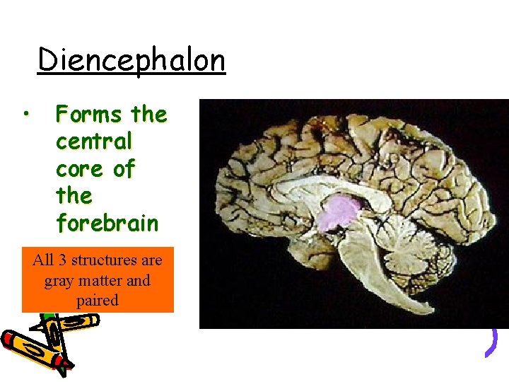 Diencephalon • Forms the central core of the forebrain All 3 structures are gray