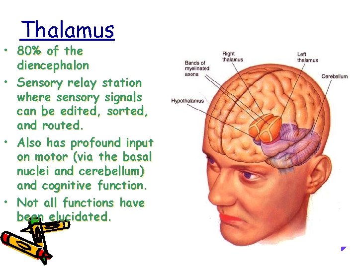 Thalamus • 80% of the diencephalon • Sensory relay station where sensory signals can