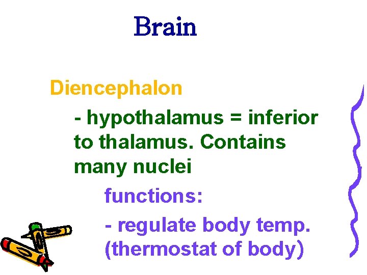 Brain Diencephalon - hypothalamus = inferior to thalamus. Contains many nuclei functions: - regulate