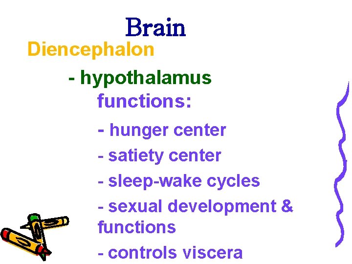 Brain Diencephalon - hypothalamus functions: - hunger center - satiety center - sleep-wake cycles