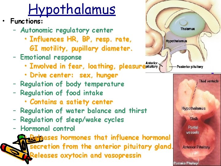 Hypothalamus • Functions: – Autonomic regulatory center • Influences HR, BP, resp. rate, GI