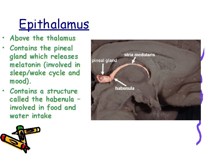 Epithalamus • Above thalamus • Contains the pineal gland which releases melatonin (involved in