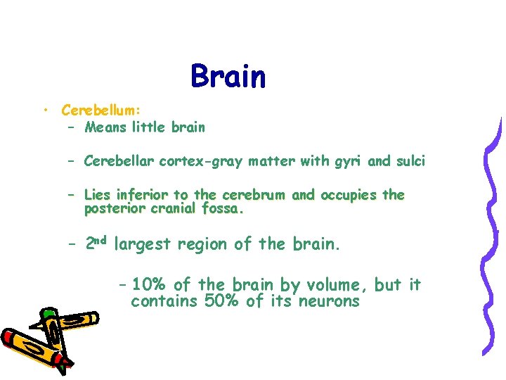 Brain • Cerebellum: – Means little brain – Cerebellar cortex-gray matter with gyri and