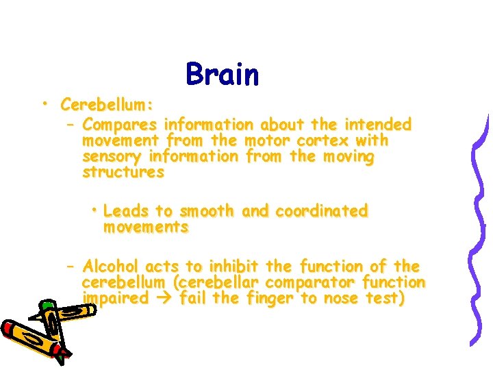 Brain • Cerebellum: – Compares information about the intended movement from the motor cortex