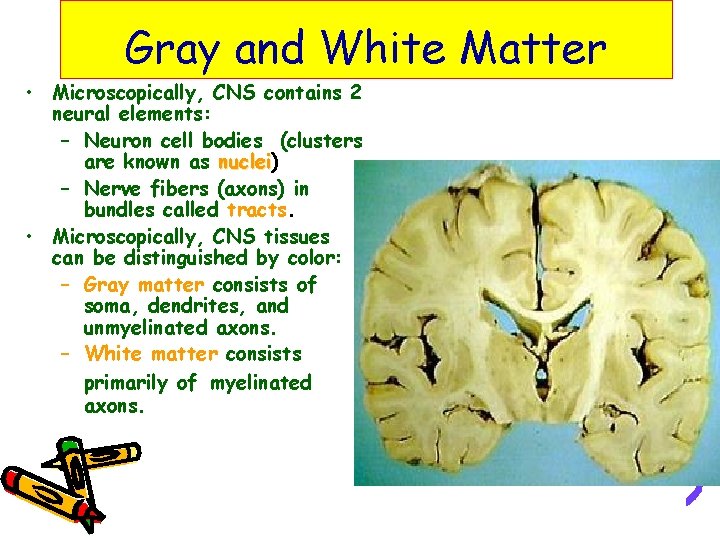 Gray and White Matter • Microscopically, CNS contains 2 neural elements: – Neuron cell