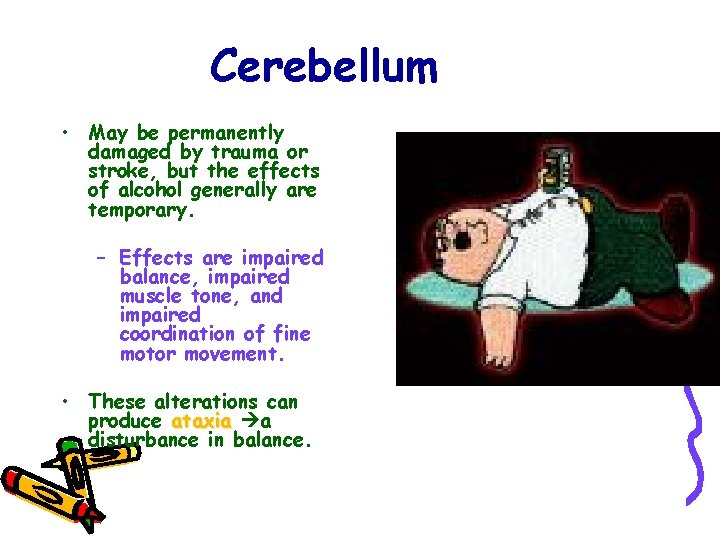 Cerebellum • May be permanently damaged by trauma or stroke, but the effects of