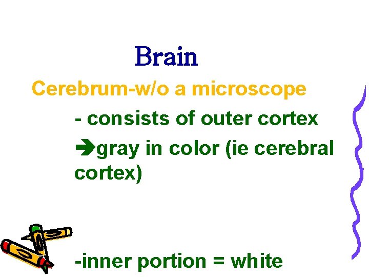 Brain Cerebrum-w/o a microscope - consists of outer cortex gray in color (ie cerebral