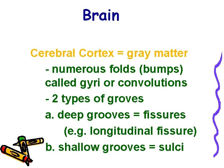 Brain Cerebral Cortex = gray matter - numerous folds (bumps) called gyri or convolutions